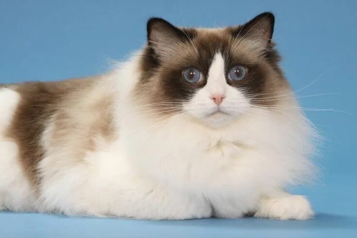 Ragdoll cattery CareForPets*RU - Кошки породы рэгдолл в Москве