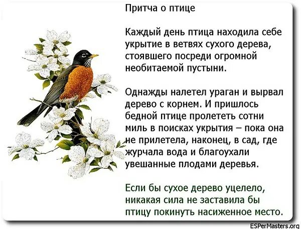 Эта птица ничем не напоминает всем хорошо. Притча о птице. притча о птичке. притчи о птицах для детей. притча сухое дерево и птица.