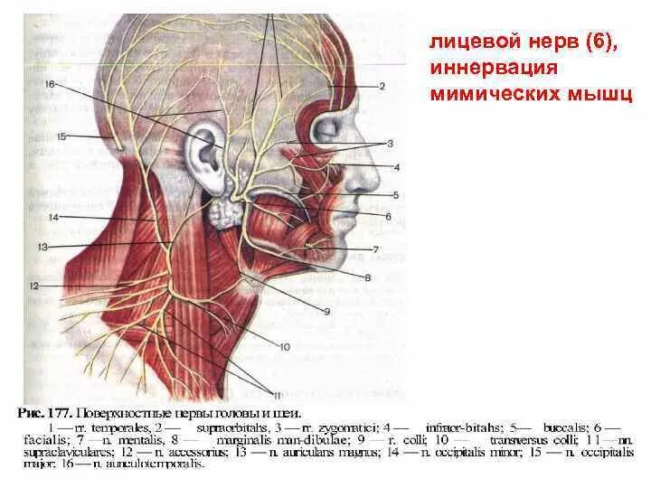 Иннервация мимической мускулатуры. Лицевой нерв иннервация мышц. Лицевой нерв. Височные ветви лицевого нерва иннервируют мышцы. Иннервация лицевых мышц.
