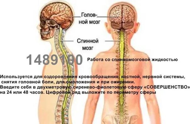 Боль в спинном мозге. Спинно мозговая жидкость. Жидкость которая омывает спинной мозг.