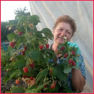 Малина осенняя красавица описание