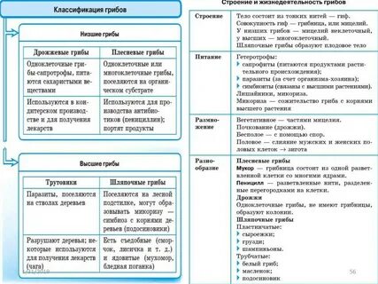 Низшие грибы 2 высшие грибы