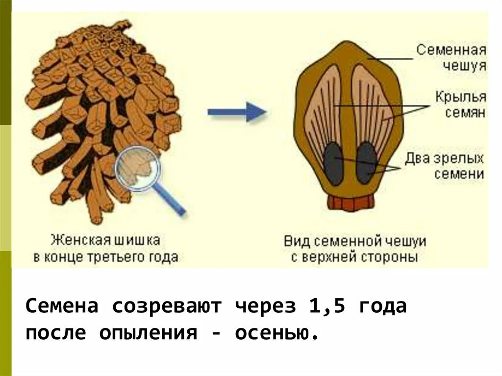 Чешуйка мужской шишки. Семенная чешуя шишки сосны. Строение семенной чешуи сосны. Строение семенной чешуйки. Семенные чешуи шишек хвойных.