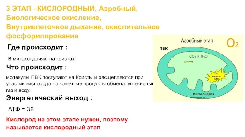 3.Кислородный этап (аэробный).. Кислородный этап происходит в митохондриях. Окислительное фосфорилирование кислородного этапа. Окислительное фосфорилирование в митохондриях. Аэробное окисление веществ