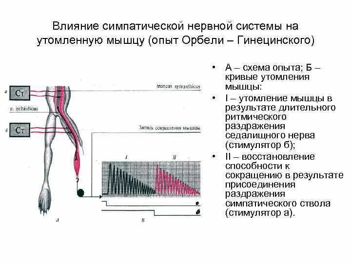 Нервные действия. Опыт Орбели Гинецинского. Симпатической нервной системы (феномен Орбели-Гинецинского).. Адаптационно трофическое влияние симпатической нервной. Адаптационно-трофическая функция симпатической нервной.