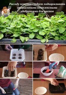 Петуния пошаговая инструкция