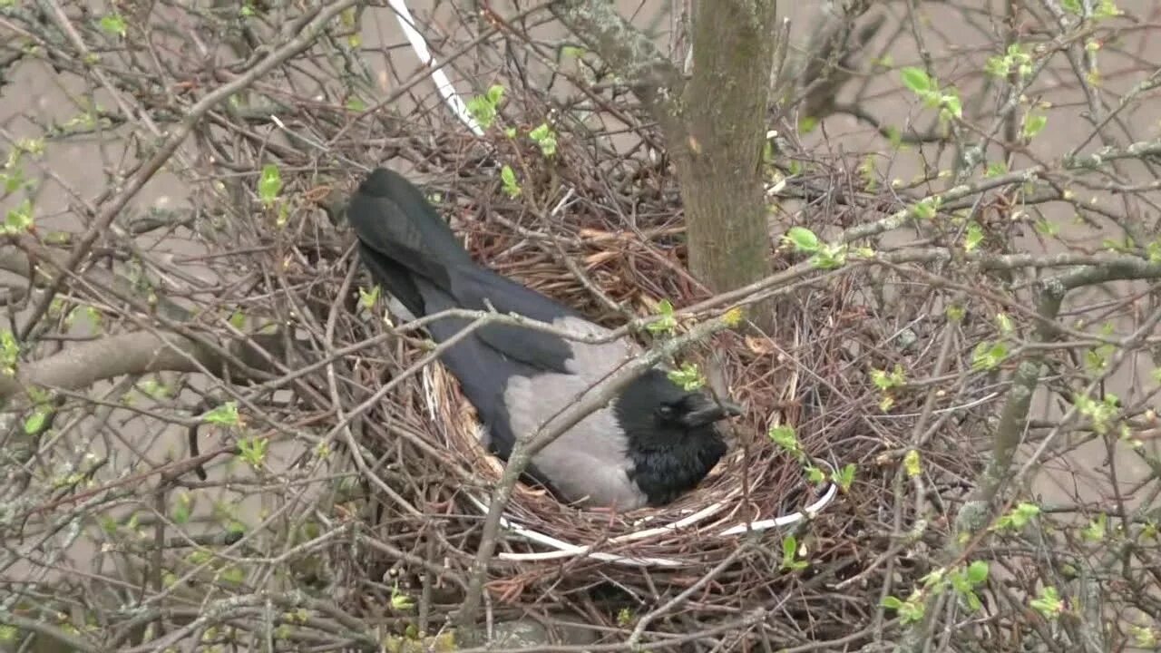 Гнездо вороны воронье гнездо варенье из малины. Ворона свила гнездо. Воронье гнездо с яйцами. Птенцы вороны в гнезде. Вороны разоряют гнезда.