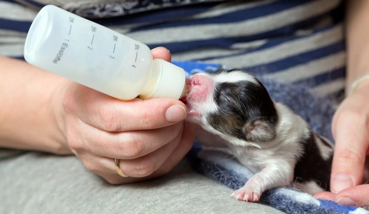 Щенки немецкой овчарки 1. Корм для щенков немецкой овчарки 1 месяц. Вскармливание котят и щенят из бутылочки. Щенок пьет молоко. 5 месяца.