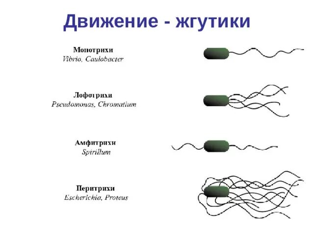 Лофотрихи. Строение жгутика клетки. Органы передвижения реснички и жгутики. Механизм движения жгутиков бактерий. Строение жгутиков прокариот.