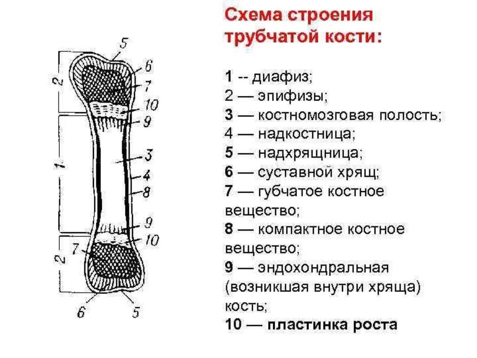 Укажите трубчатые кости. Схема строения длинной трубчатой кости. Нарисуйте схему строения трубчатой кости. Нарисовать схему строения трубчатой кости. Трубчатые кости анатомия рисунок.