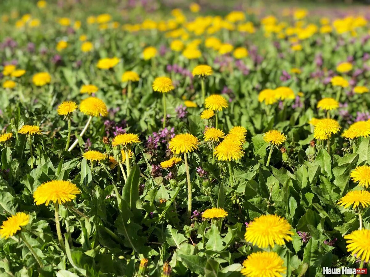 Поляна одуванчиков. Море одуванчиков. ). Поляна с желтыми цветами. Одуванчики.