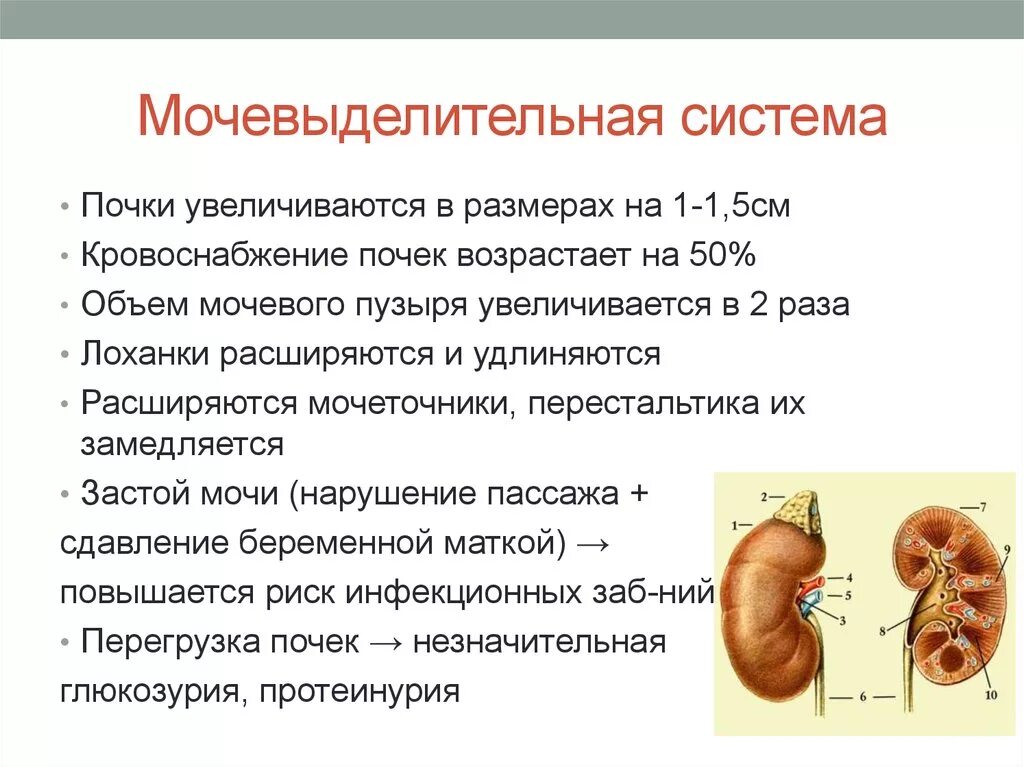 Почему увеличена почка