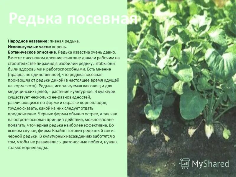Редька корневая система. Корень редьки посевной. корень редьки огородной. редька посевная описание. стебель редьки посевной.
