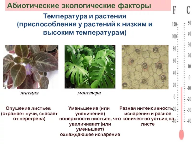 Адаптация к низкой температуре. Приспособления растений к высоким т. Приспособление растений к низким температурам. Адаптация растяни к высоким температуру. Температурные адаптации растений к высоким температурам.