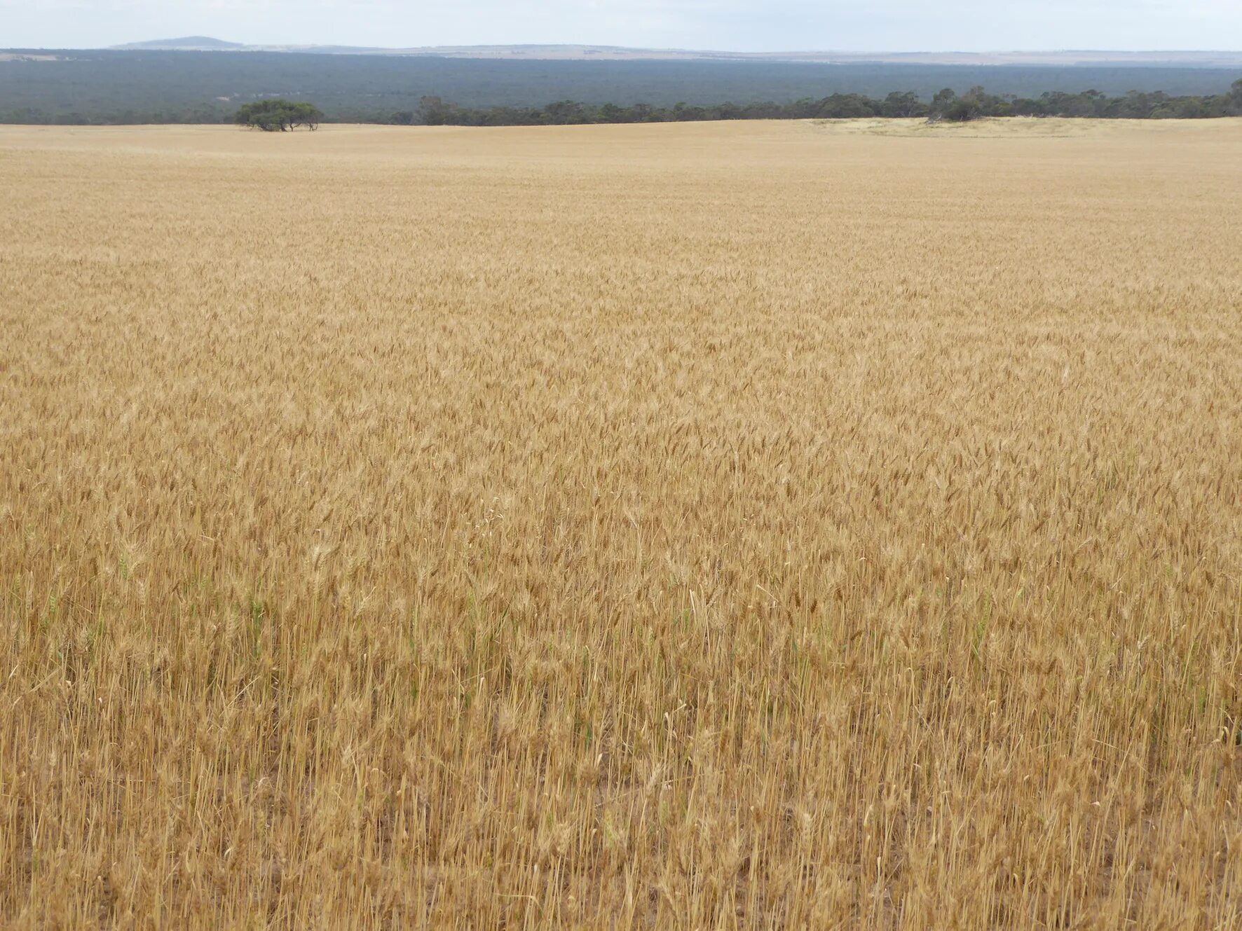 Флюкс игра. Лето фото. Field like. Рисовое поле закат. Field like.