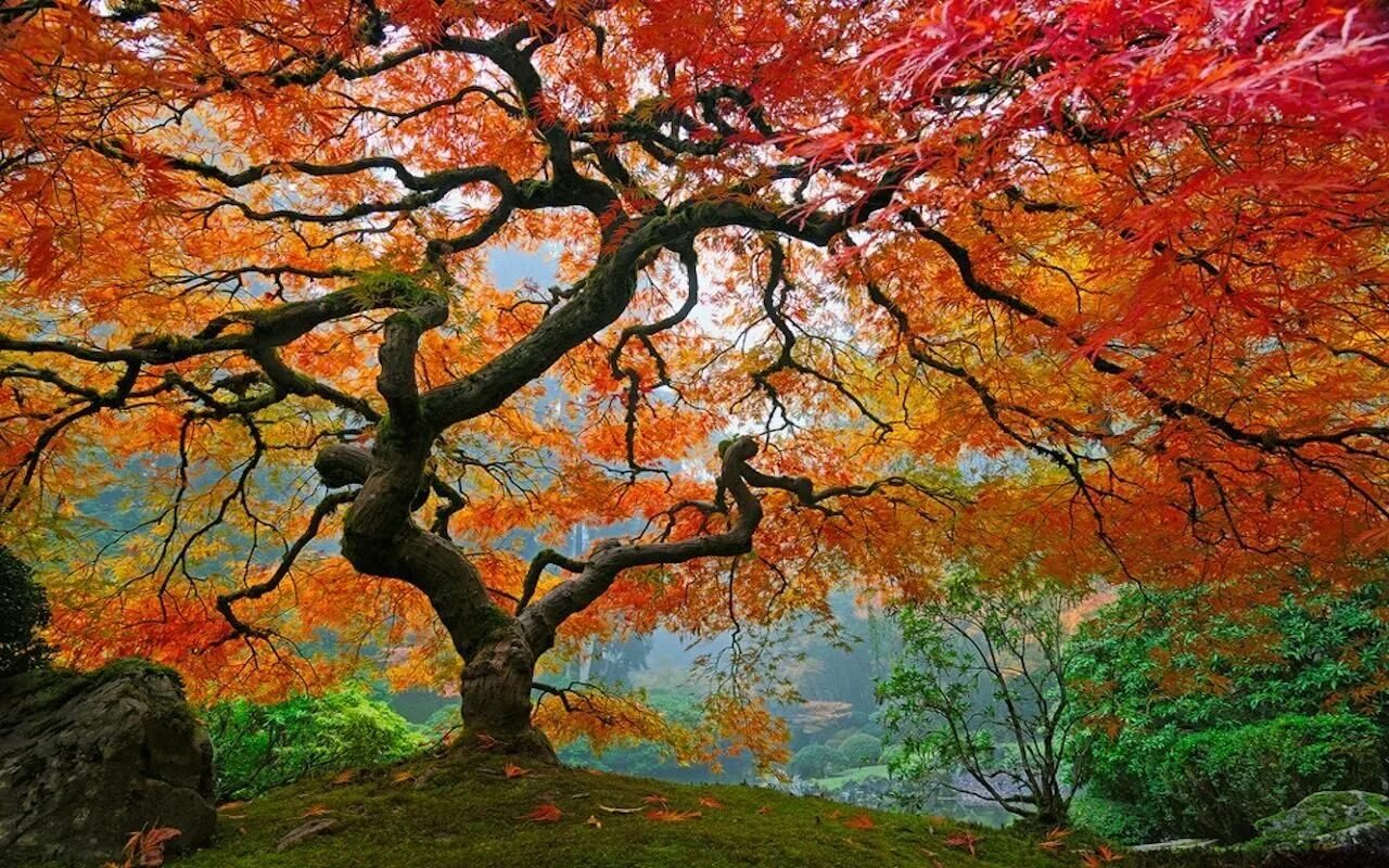 Покажи красивое дерево. Красивое дерево. Очень красивое дерево. Ветвистое дерево. Осеннее дерево.