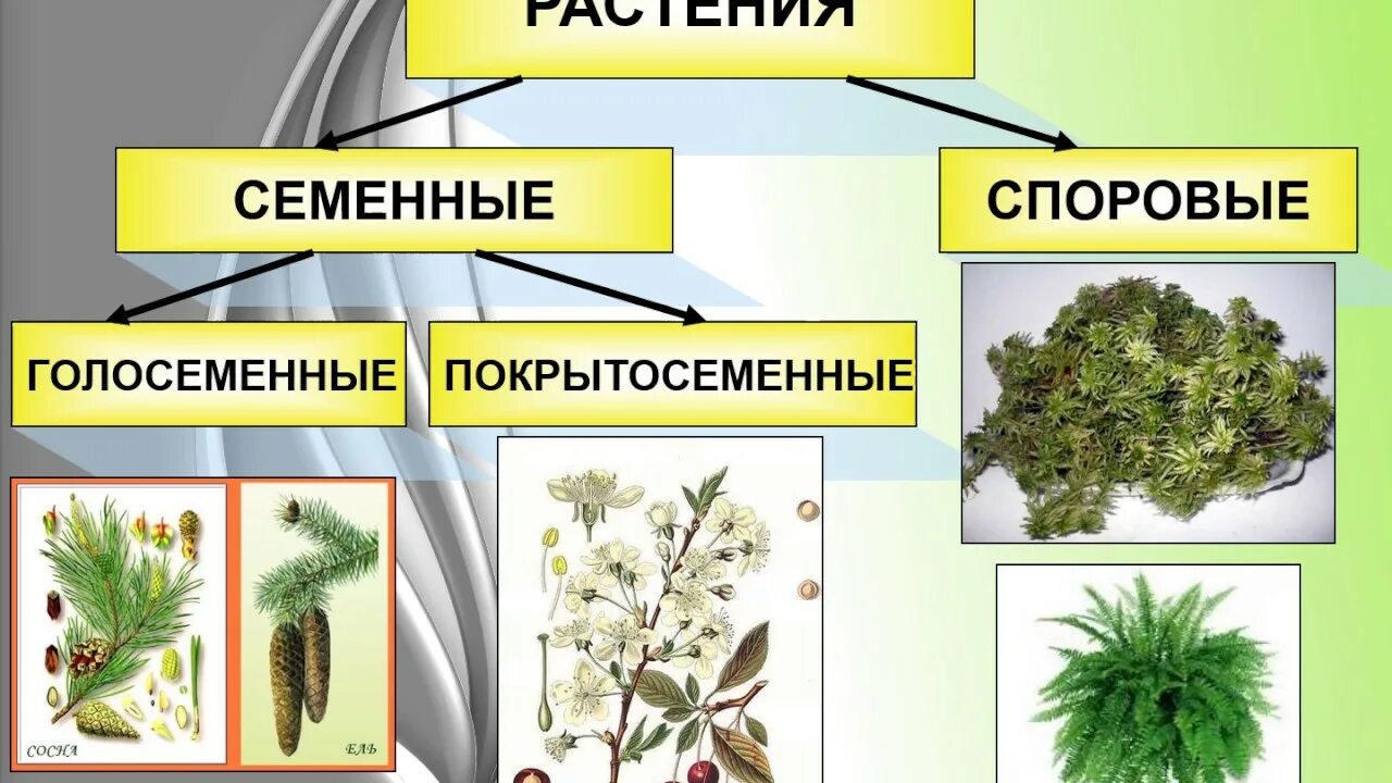 Голосеменные высшие семенные растения. Низшие высшие споровые семенные растения. Царство растений Голосеменные Покрытосеменные. Споровые растения семенные растения.