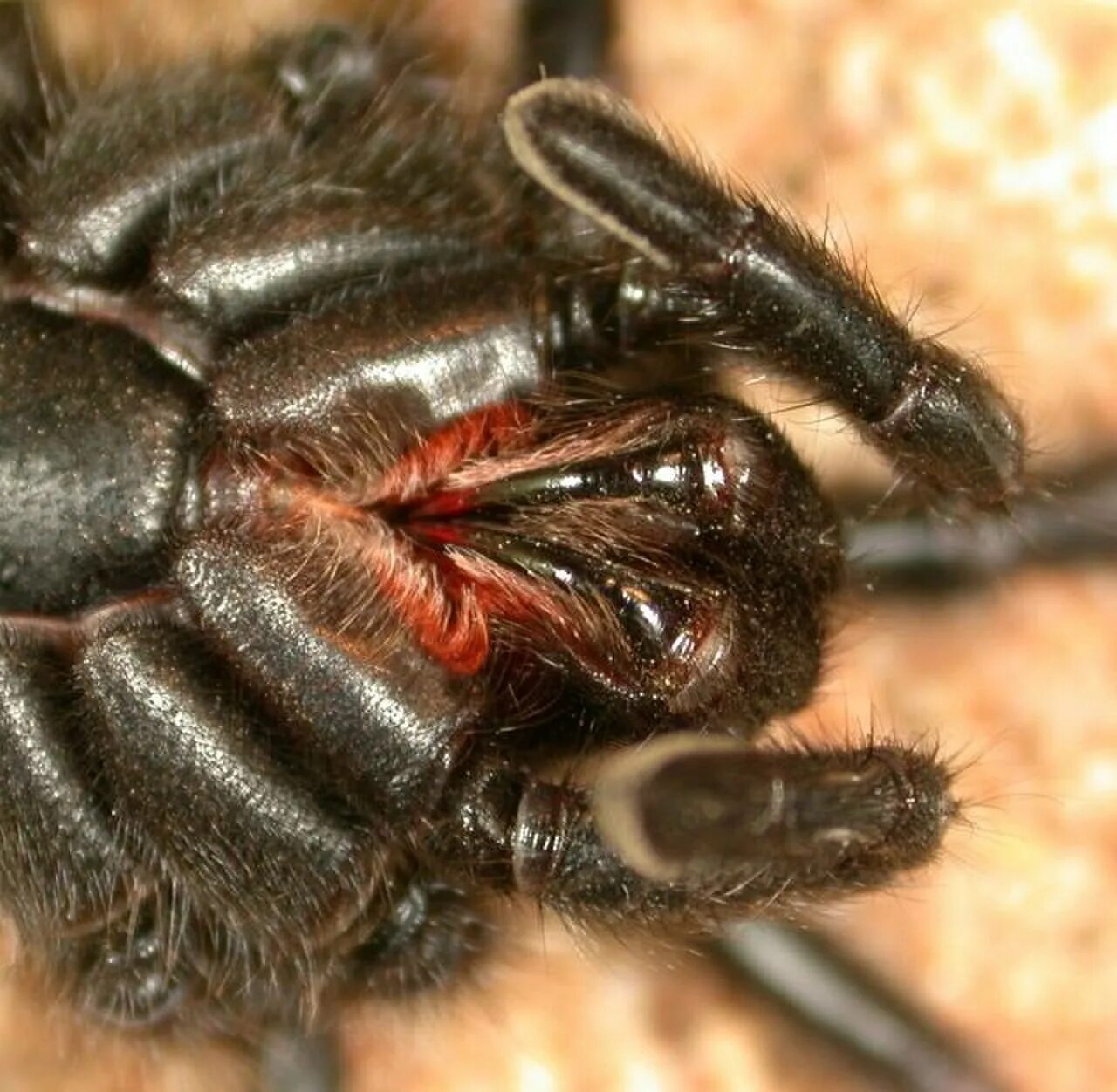 Spider bit