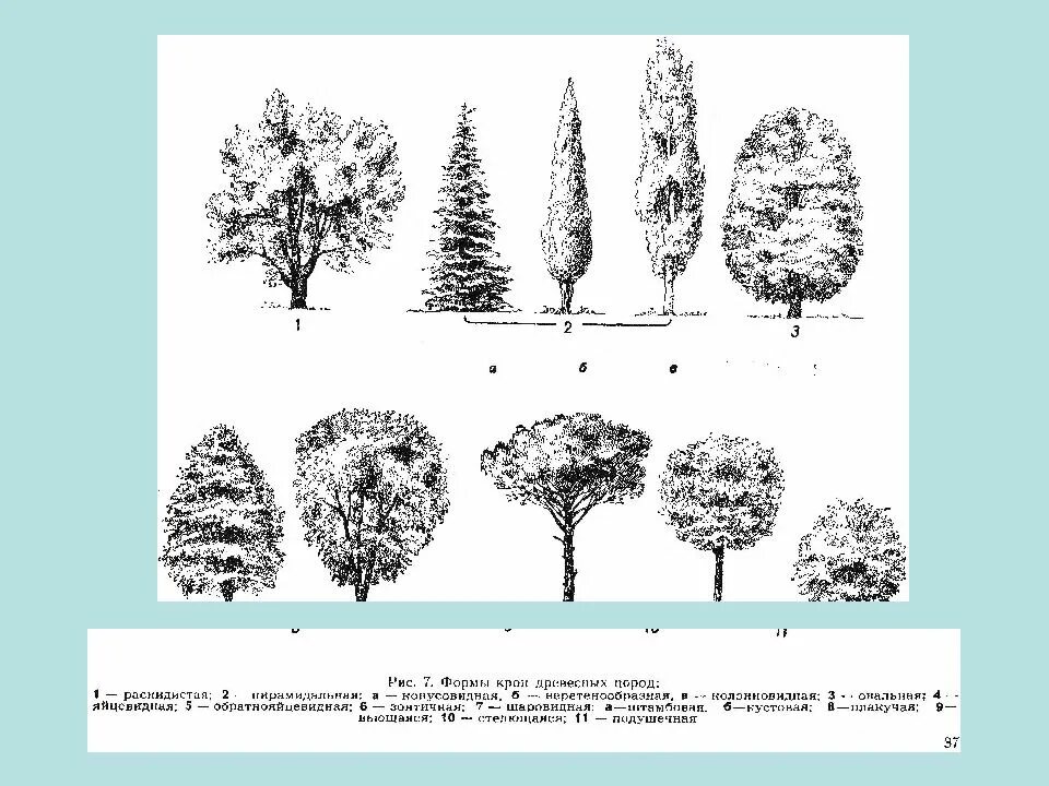 Пирамидальная форма кроны хвойников. Формы крон деревьев и кустарников. Формы крон древесных растений. Виды крон деревьев. Древесные растения определение