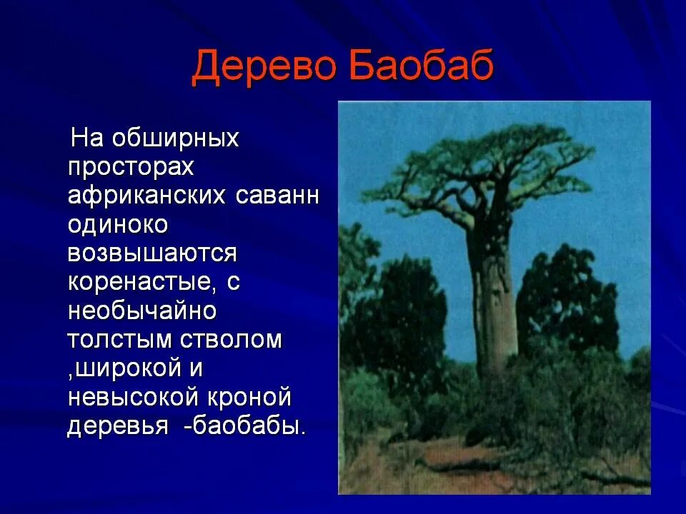 Воспользуйтесь текстом живет на свете баобаб. Баобаб в саванне Африки. Акация и баобаб. Баобаб краткая характеристика. Баобаб дерево.