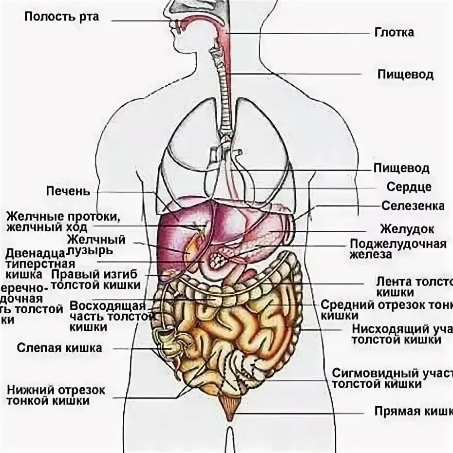 Какие органы у человека с левой. Какие органы находятся в левом подреберье у человека.