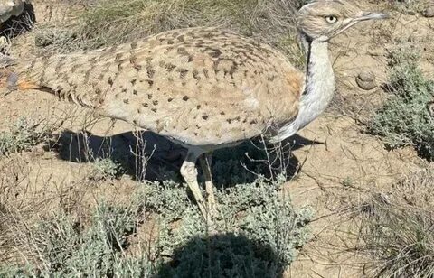 Rikki Six порно