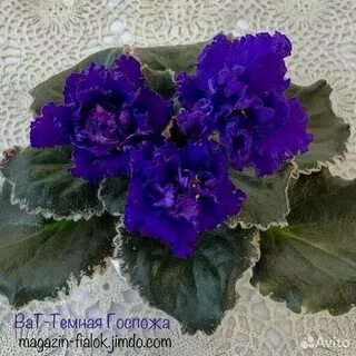 Фиалка черное золото