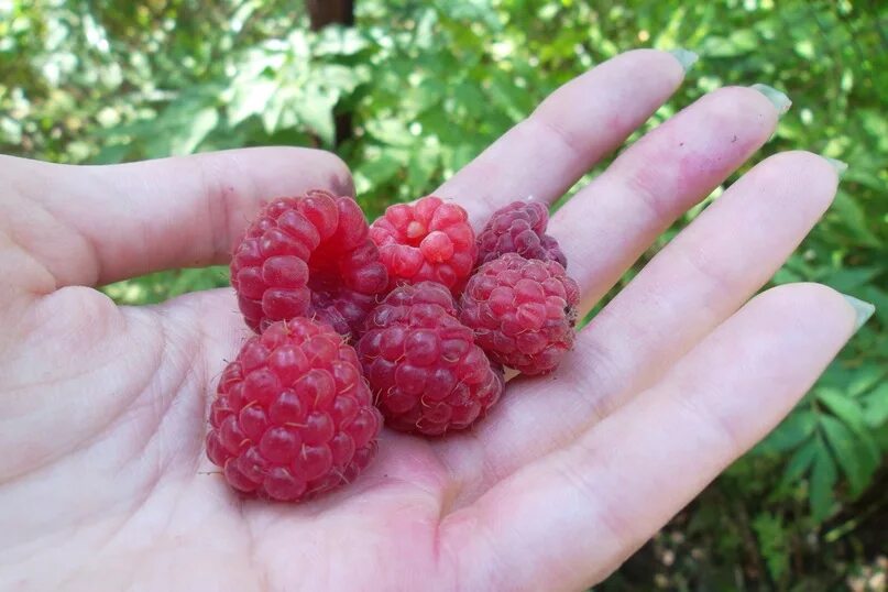Малина песня. Ягода малинка ягода малинка. Малина музыка слушать. Группа малина. Малина музыка слушать.