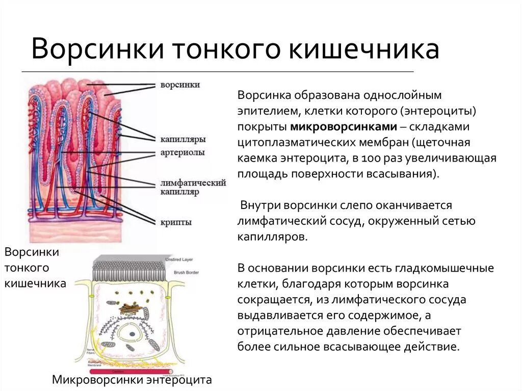 Функция ворсинок тонкого кишечника. Ворсинки кишечника строение и функции. Строение ворсинки тонкого кишечника. Структуры ворсинок тонкой кишки. Строение ворсинки тонкой кишки анатомия.