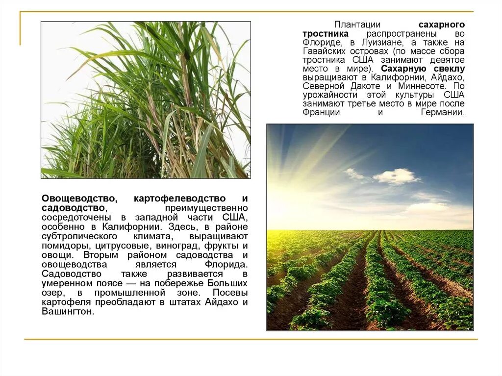 Главный район возделывания сахарного тростника. Районы выращивания сахарного тростника. Плантации сахарного тростника. Сахарный тростник урожайность. Известно что сахарный тростник