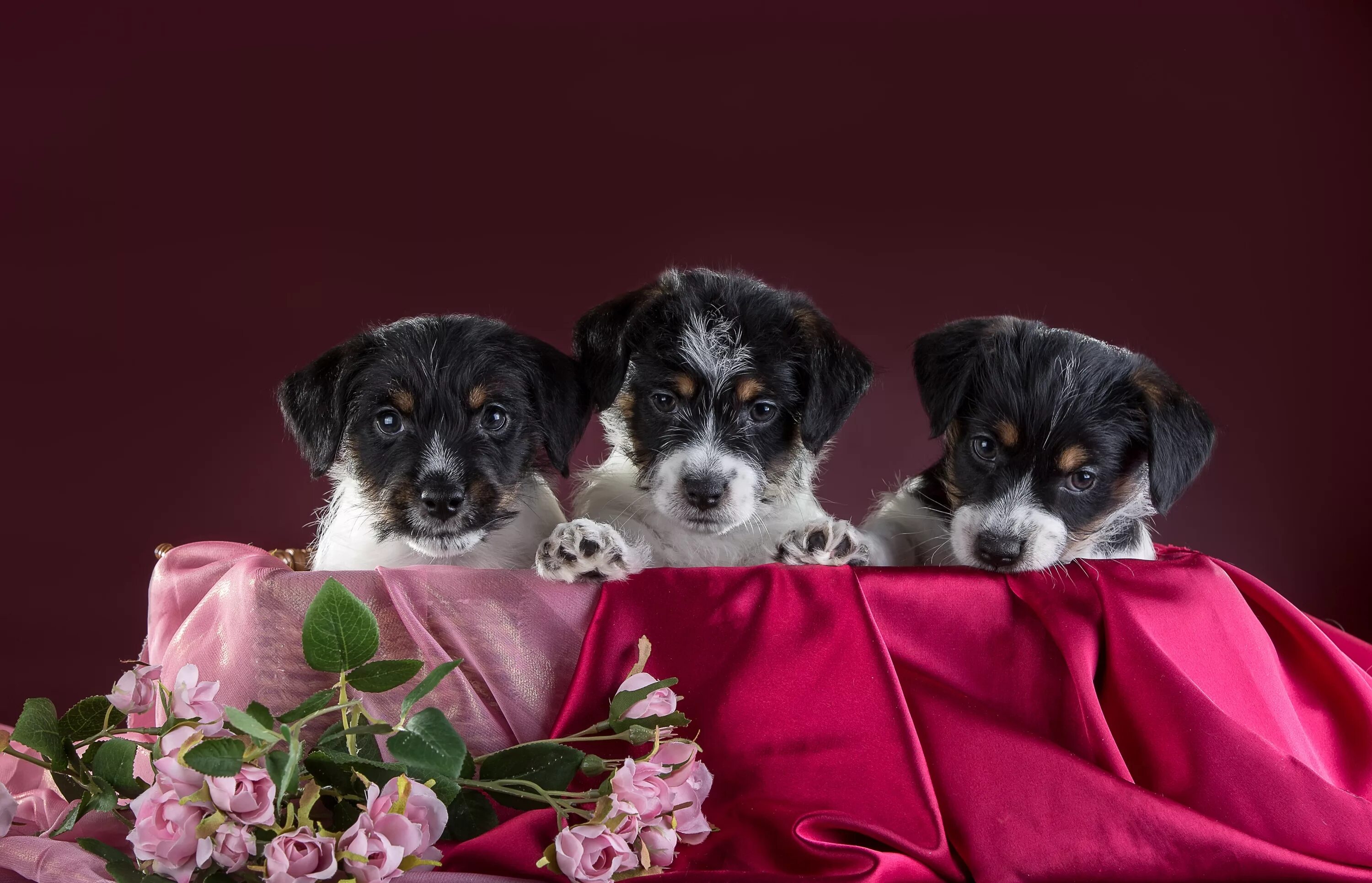 Обои щенята цветы. Собака с цветами в студии. Компания собак цвет. Трио собак