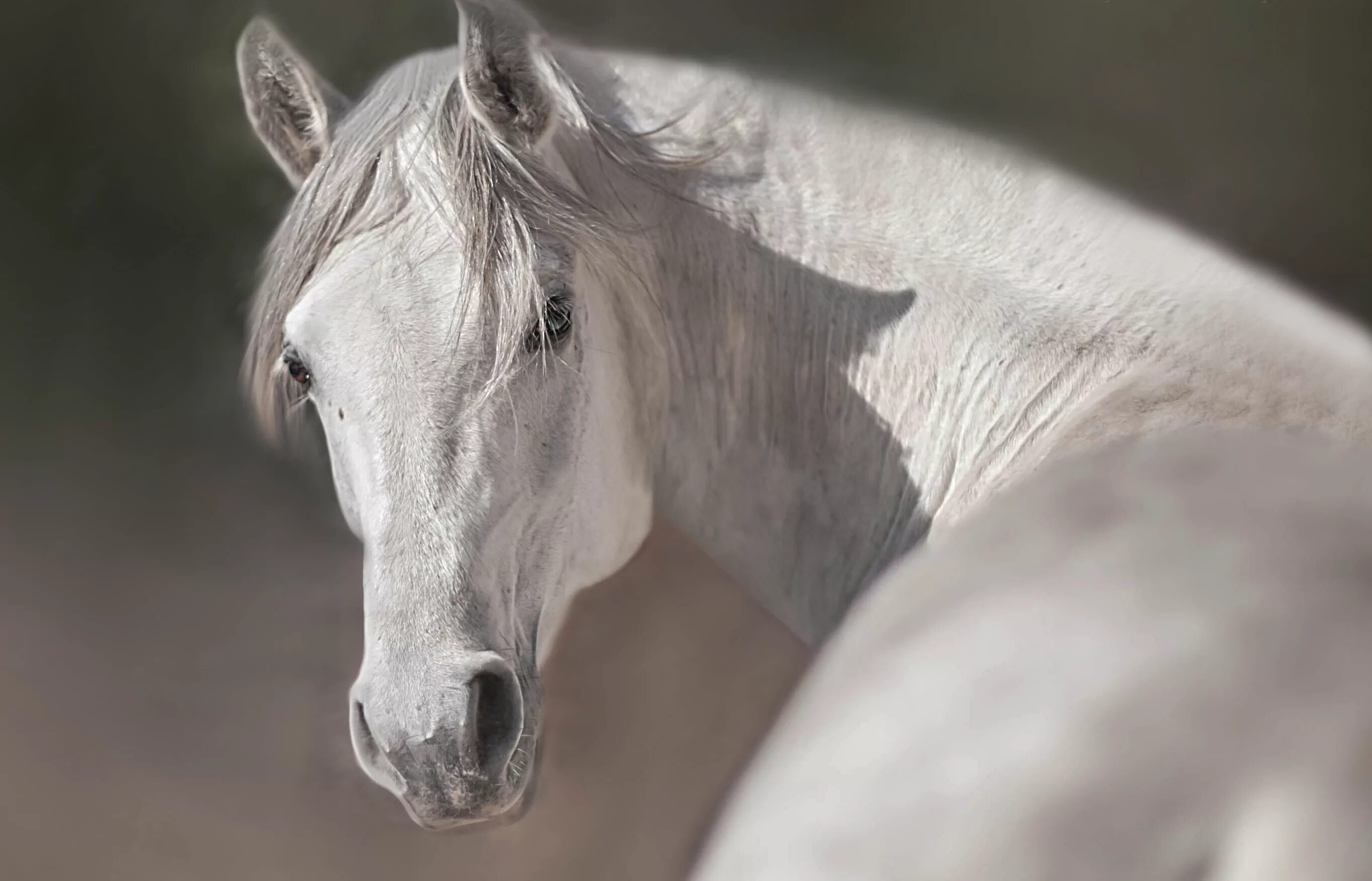 Орловский рысак морда. Белая лошадь. Красивые морды лошадей. Голова лошади.
