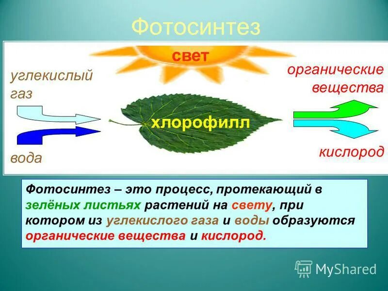 Появление углекислого газа. Процесс фотосинтеза. Процесс фотосинтеза в листе. Образование органических веществ в листьях растений. Вещества при фотосинтезе.