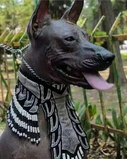 Египетский пес