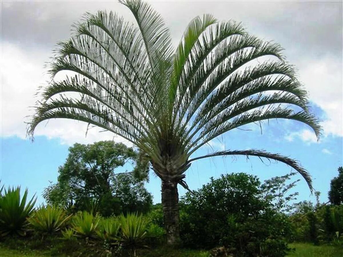 Пальма Юбея Чилийская. Dypsis decaryi. Веерная финиковая Пальма. Пальма Дипсис-Palm Dipsis. Дерево из семейства пальмовых