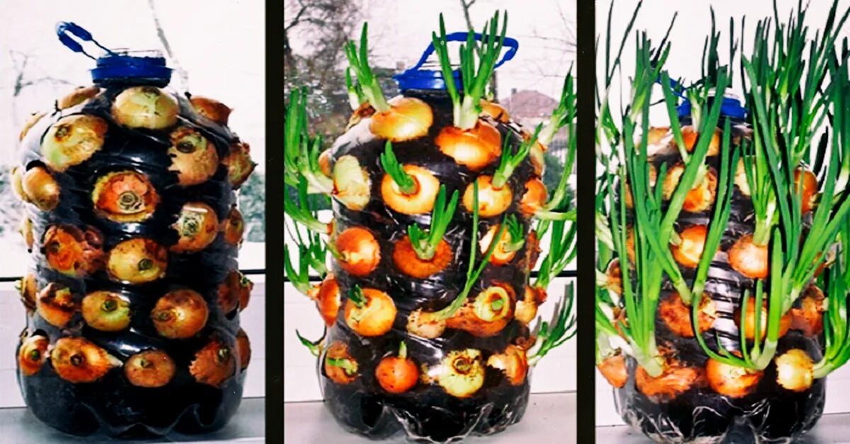 Лук севок в бутылке пластиковой. Посадка лука в бутылку пластиковую. Лук в бутылке пластиковой. Лук на зелень в пятилитровой бутылке. Вырастить лук в бутылке.