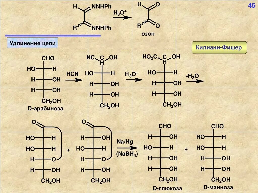 Синтез Килиани Фишера. D арабиноза. Удлинение цепи по Килиани Фишеру. Удлинение цепи альдоз. Синтезируется цепь содержащая рибозу