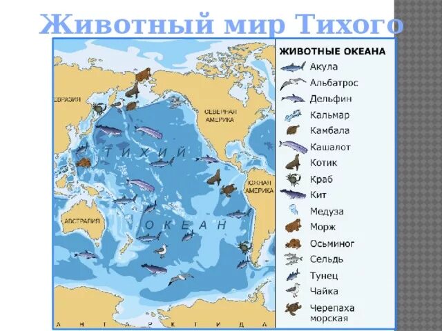 Тихий океан условные знаки на карте. Обитатели морских океанов на карте. Тихий океан на карте мирового океана. Животные Тихого океана карта. Живность в тихом океане на карте.