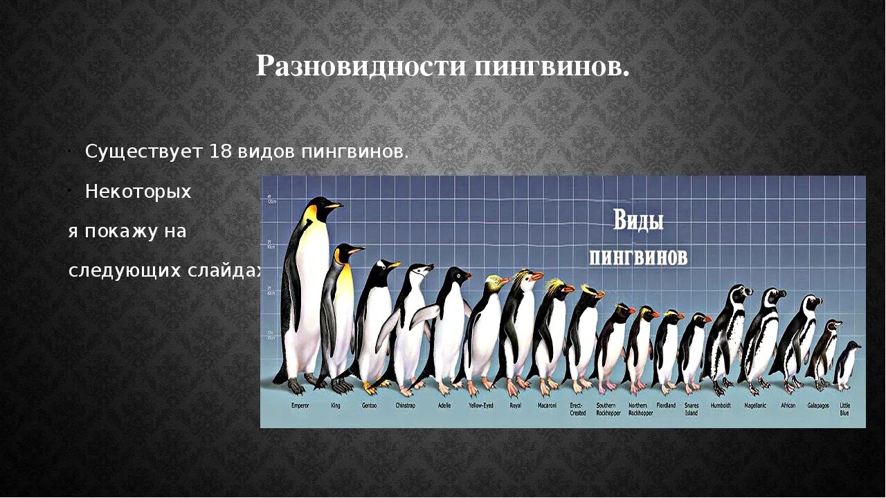 Всех видов пингвинов. Видовое название пингвина. Строение пингвина. Численность пингвинов.