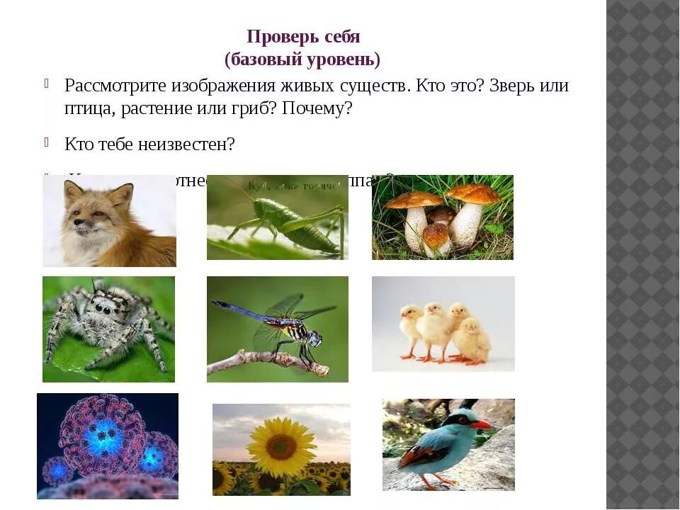 Сколько всего живых существ. Группы живых существ. живые существа. класс живых существ. живые существа кто это.