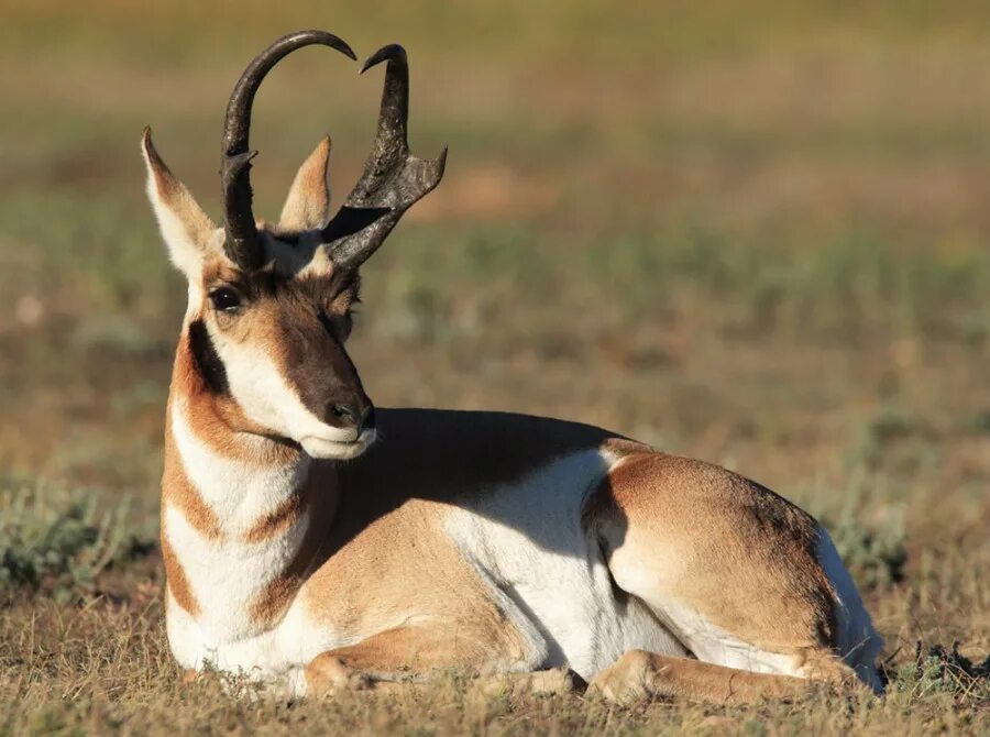 карибу пири. газель томпсона вилорог. заокеанский олень. олень вапити. олеьн.