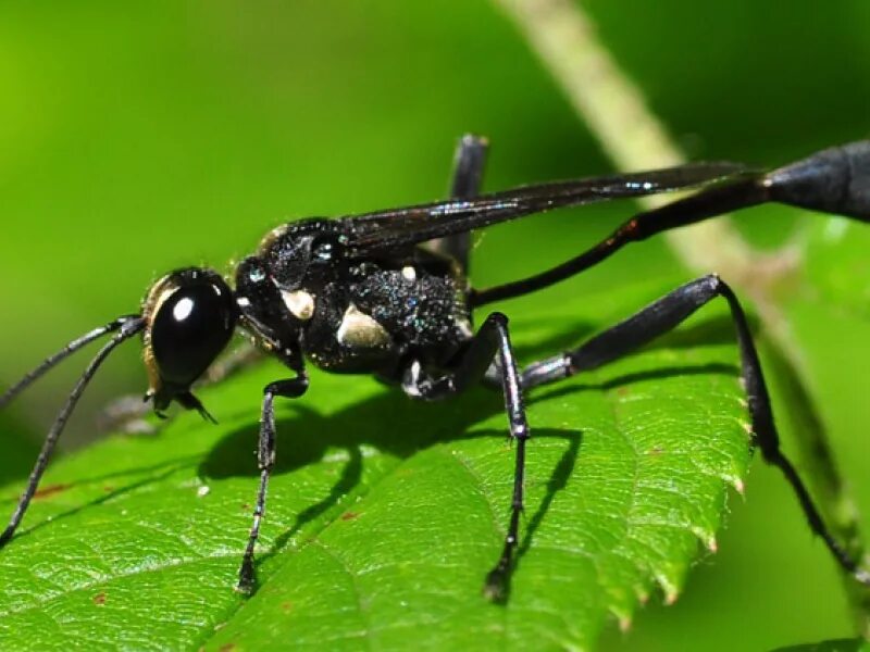 Черное насекомое похожее на осу. Черные насекомые. Черная Оса. Чёрные осы насекомые. Древесная Оса черная.