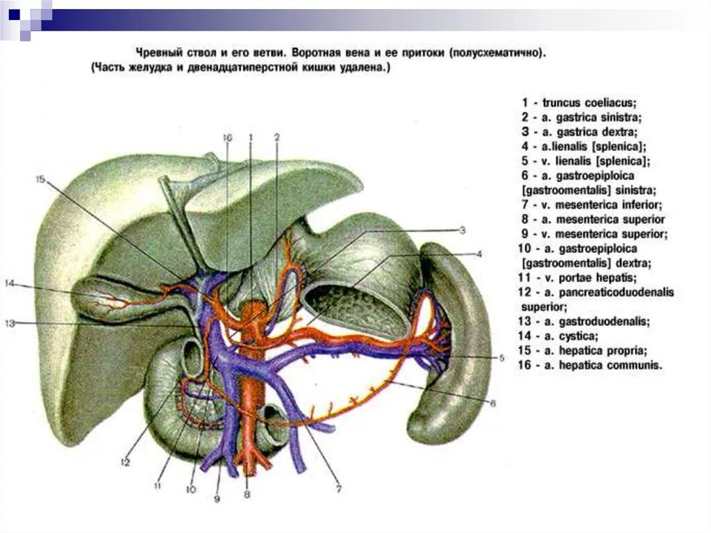 Ветви чревного ствола схема. Ветви чревного ствола анатомия. Чревный ствол топографическая анатомия. Чревный ствол кровоснабжение органов брюшной полости. Чревный ствол и его ветви
