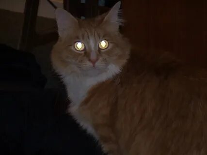 Светящиеся глаза у кота
