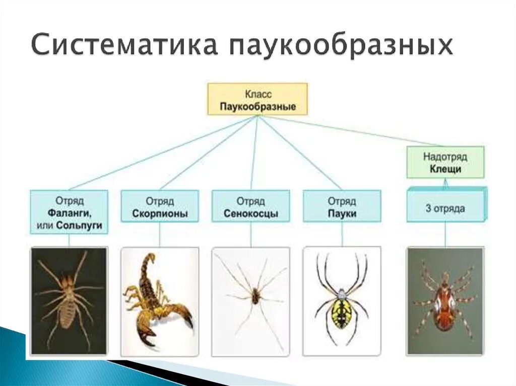 Класс паукообразные отряды. Класс паукообразные систематика. Класс паукообразные систематика класса. Отряды относящиеся к классу паукообразные. Классификация паукообразных схема.