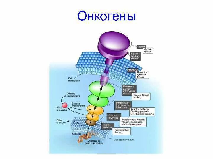 Онкогены гены супрессор. Протоонкогены и гены-супрессоры опухолей. Гены супрессоры опухолевого роста. 3. Онкогены, протоонкогены и гены супрессоры.