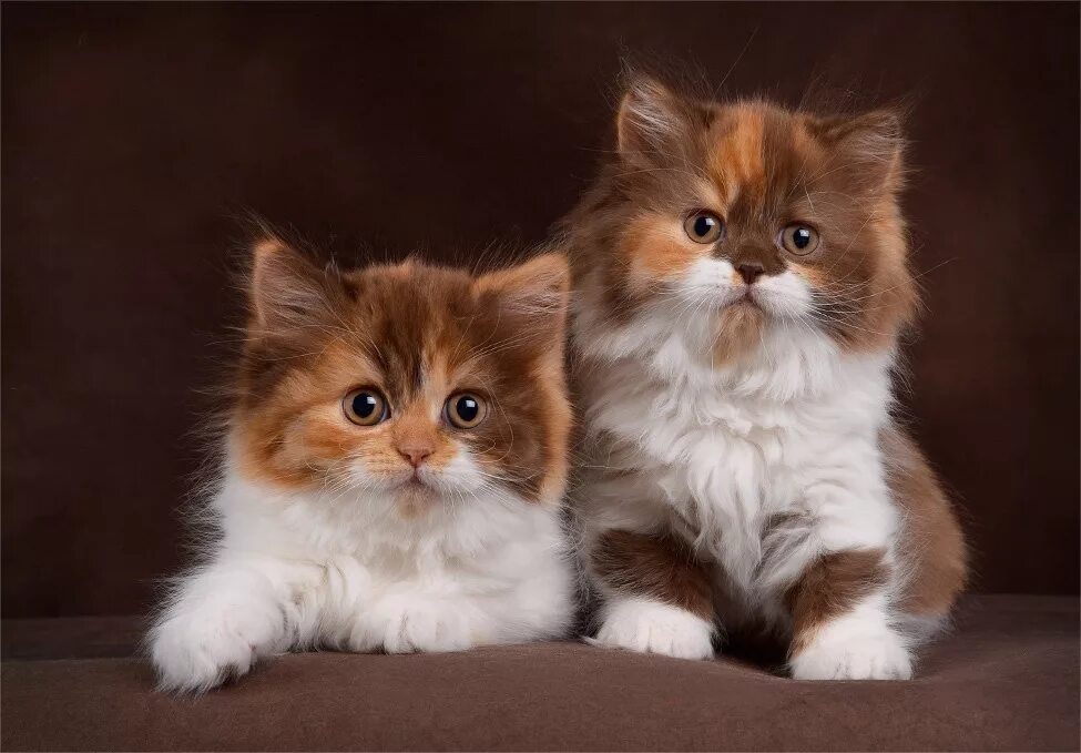 картинки котиков добрый вечер. добрый вечер с котиками открытки. картинки котиков добрый вечер. добрый вечер с животными. открытки с котятами.