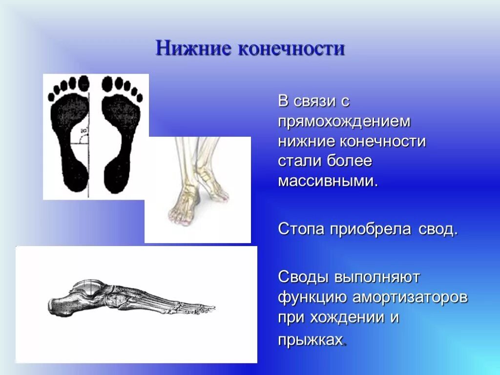 Функции нижних конечностей. Свод стопы прямохождение. Сводчатая стопа у человека. Нижняя конечность. Нижние конечности стопа.