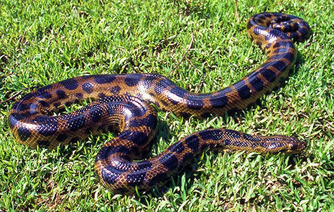 Патагонский фиолетовый питон. Самая большая змея в мире анаконда. Сетчатый питон golden child. Анаконда большая змея в мире. Анаконда змея.