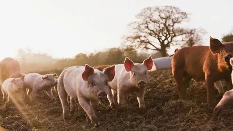 Us and pigs